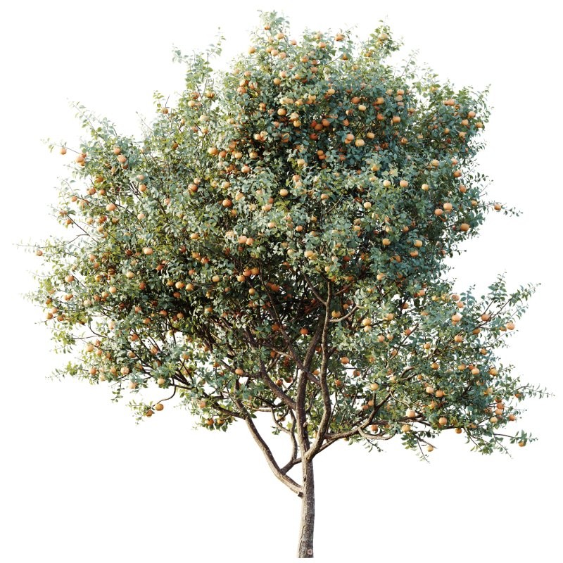 AV Plants Citrus Dancy Mandarin Tangerine Version02 - Image 2