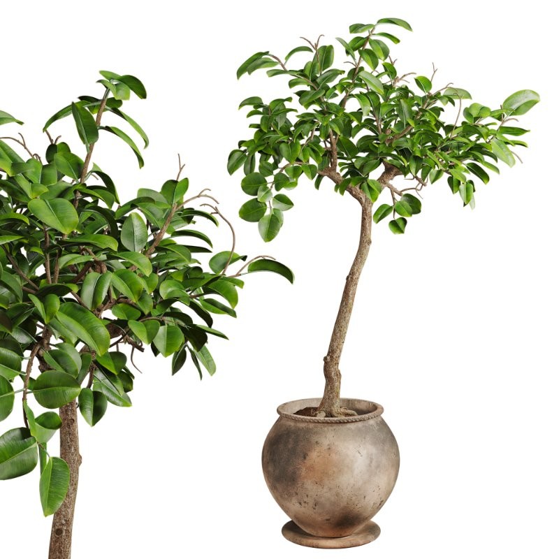 Ficus Plant in Rustic Clay Terracotta Pot - Image 4