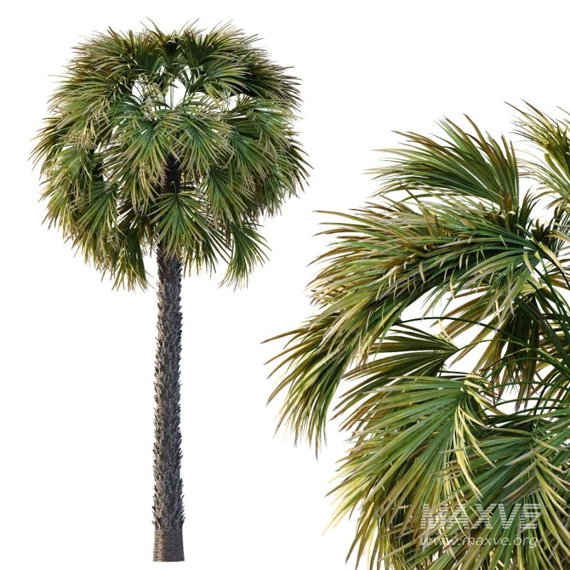 Washingtonia Robusta Palm Tree 01 - Image 4