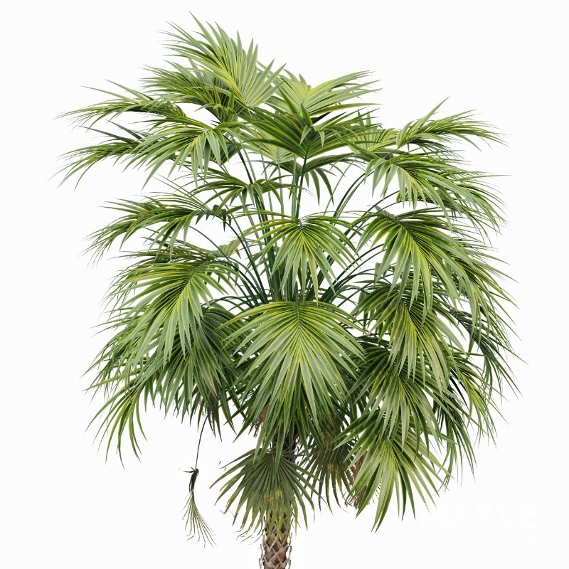 AV Sabal Palmetto Cabbage Palm and Bottle palm tree hyophorbe lagenicaulis - Image 3