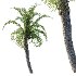 Curly Palm Tree 03 - Thumbnail 4
