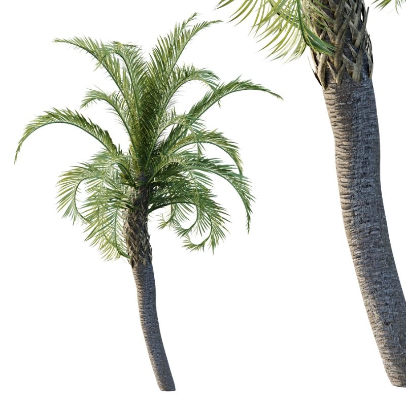 Curly Palm Tree 03 - Image 4