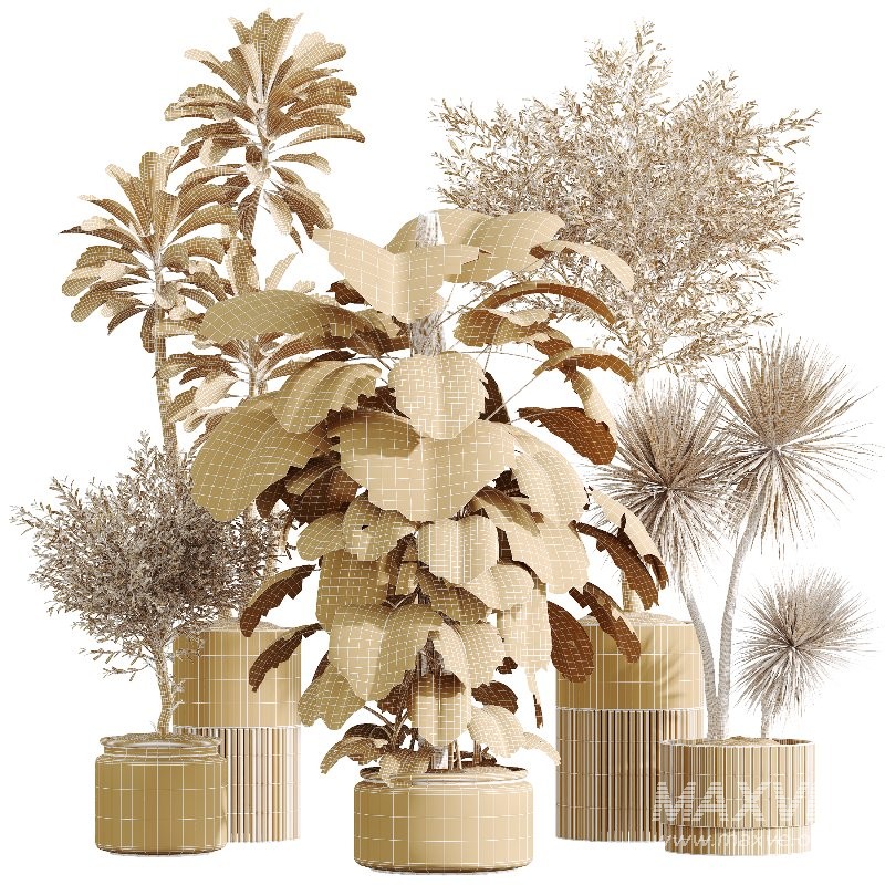 AV Indoor Plants Set 424 Yucca Palm and Elegant Monstera and Olive Tree and Euphorbia Drupifera - Image 9