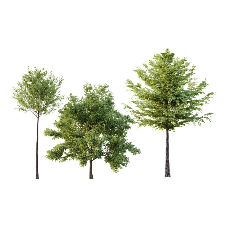 Diffrent Tree Tilia platyphyllos Celtis australis 02 - Image 1