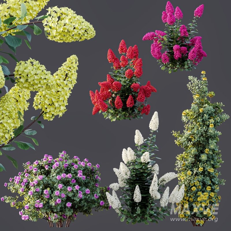 AV Climbing Roses Bush and Hydrangea Paniculata Levana Trawberry Melba - Image 7