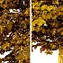 Diffrent Tilia platyphyllos Tree 003 - Thumbnail 7