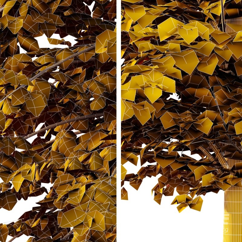 Diffrent Tilia platyphyllos Tree 003 - Image 7