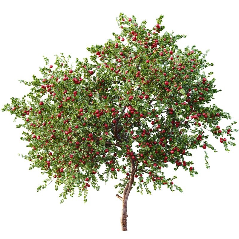 ntal quality that enhances any architectural setting. Together, these trees provide a beautiful balance of form, density, and seasonal character. - Image 2