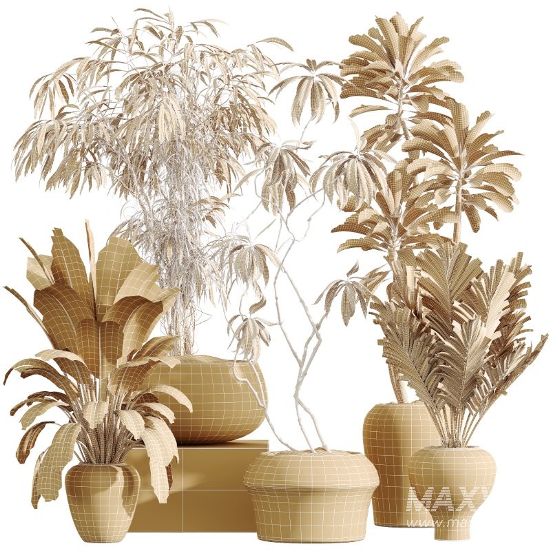 AV Indoor Plants Set 414 Cyara Palm and Euphorbia Drupifera and Ficus Marginata and Ficus Elastica - Image 6