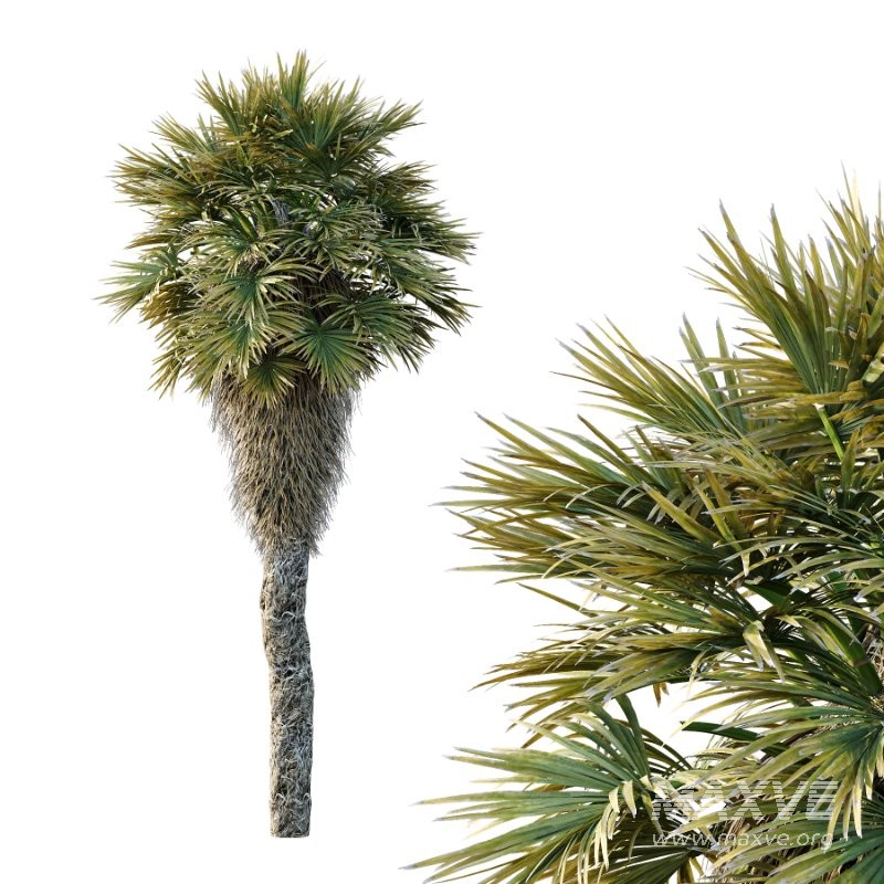 Chinese Fan Palm Tree 02 - Image 1
