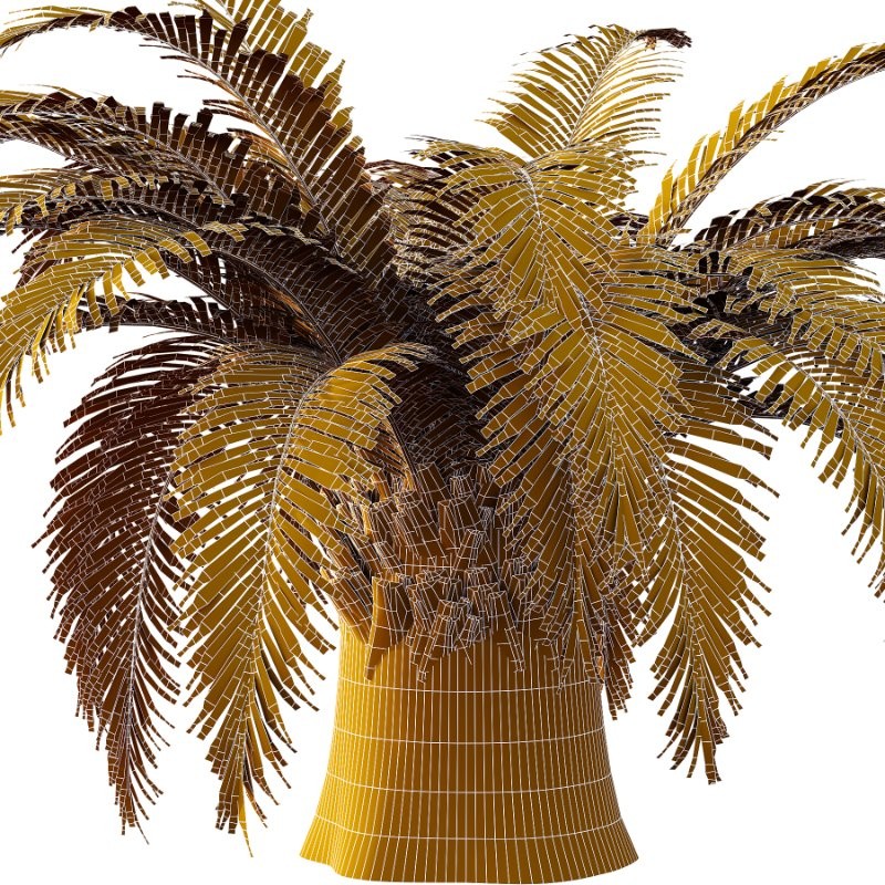 Sago Palm Tree 01 - Image 6