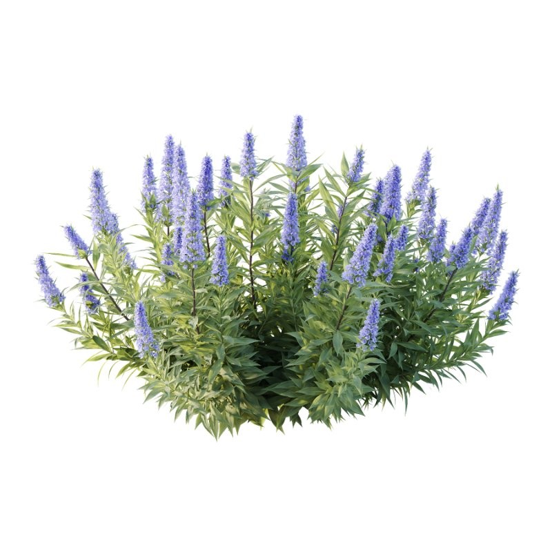 Leucophyllum frutescens Echium candicans Pride of Madeira Bush - Image 4