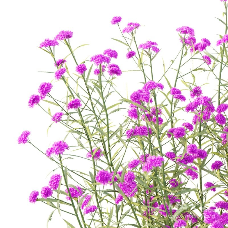 Verbena Bonariensis Plant 02 - Image 2