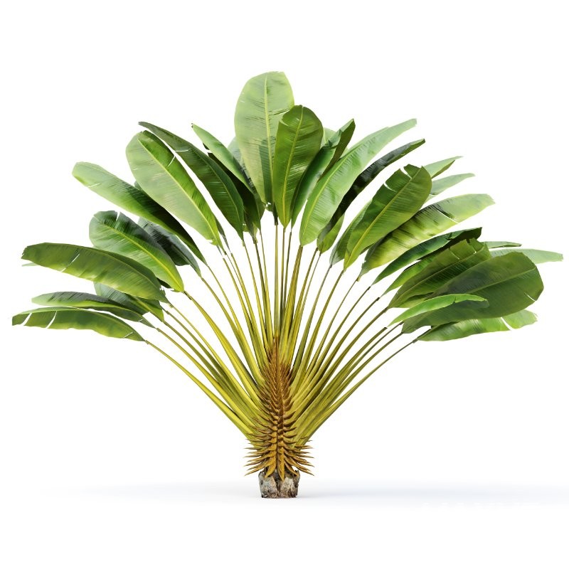 ntal foliage. The bold fan-like leaves of the Traveler’s Palm introduce dramatic visual impact, while the Japanese Cherry Leaf trees provide organic texture and depth, making this set ideal for luxury resorts, tropical landscapes, villa gardens, and cinematic architectural environments. - Image 3