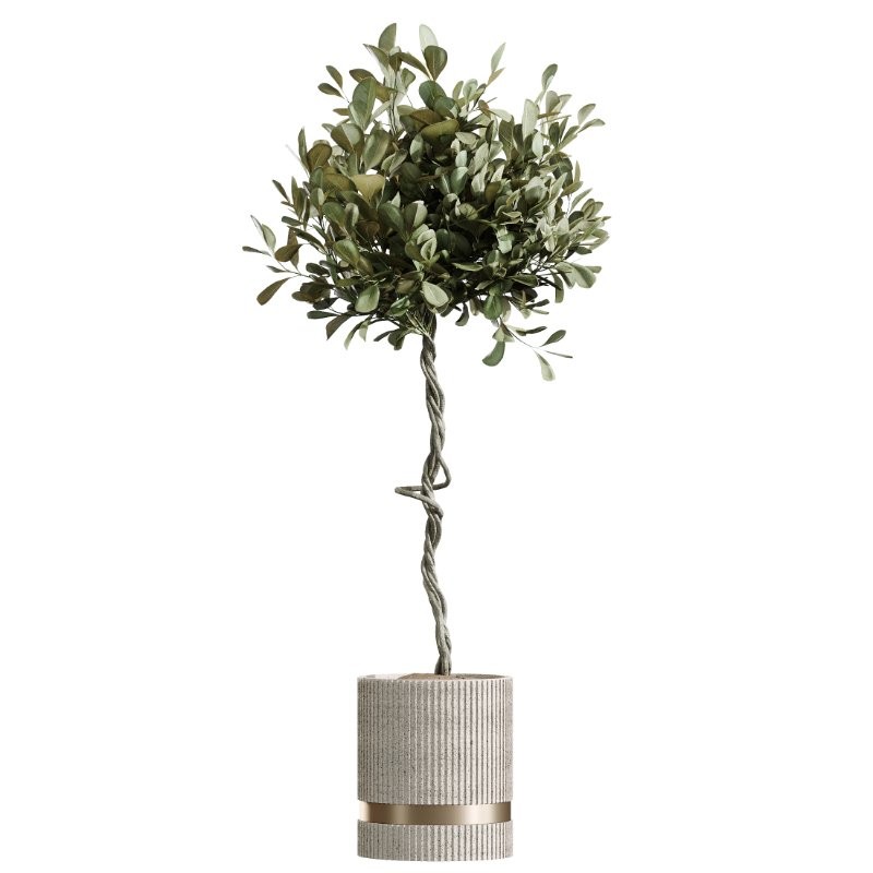 AV Indoor Plants Set 436 Ficus lyrata Areca Cat Reed Palm Ficus Elastica Olive tree Ficus macrocarpa - Image 3