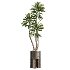 AV Indoor Plants Set 424 Yucca Palm and Elegant Monstera and Olive Tree and Euphorbia Drupifera - Thumbnail 1