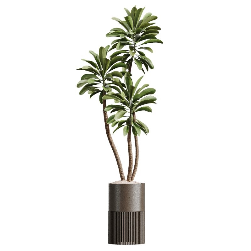 AV Indoor Plants Set 424 Yucca Palm and Elegant Monstera and Olive Tree and Euphorbia Drupifera - Image 1