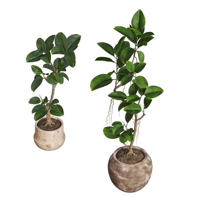 Ficus Elastica Plant Clay Stone Pot - Image 2