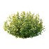 Spirea Japanese Bushes 05 - Thumbnail 5