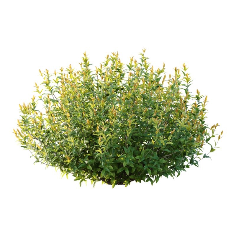 Spirea Japanese Bushes 05 - Image 5