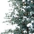 Blue Spruce Winter Tree 01 - Thumbnail 2