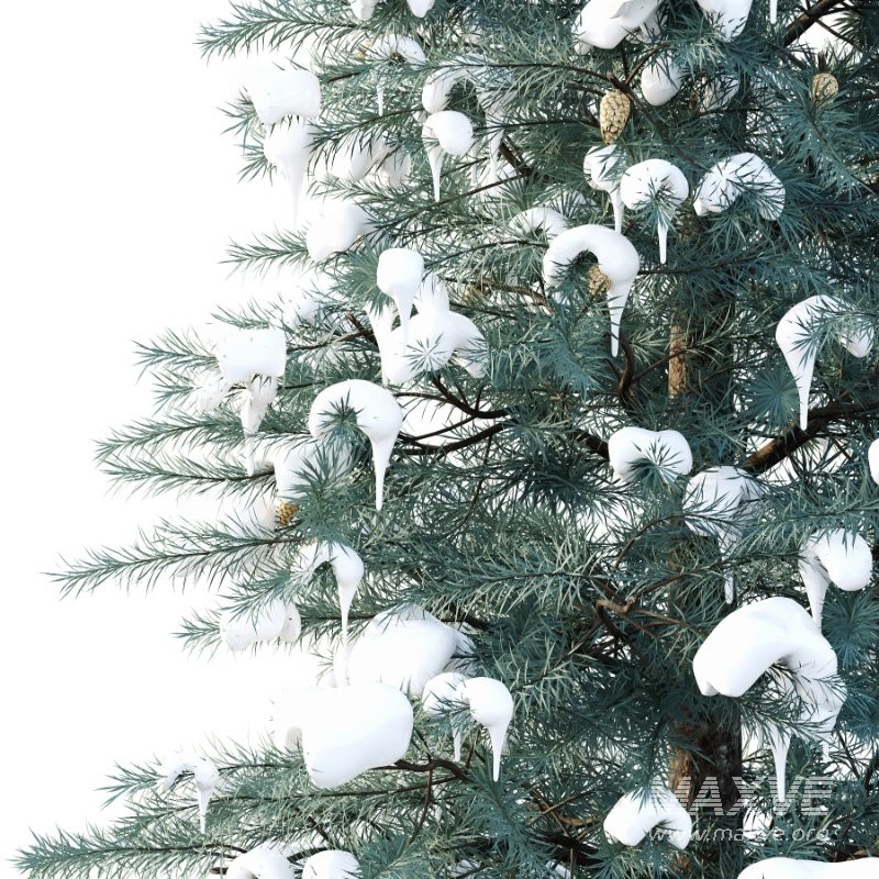 Blue Spruce Winter Tree 01 - Image 2