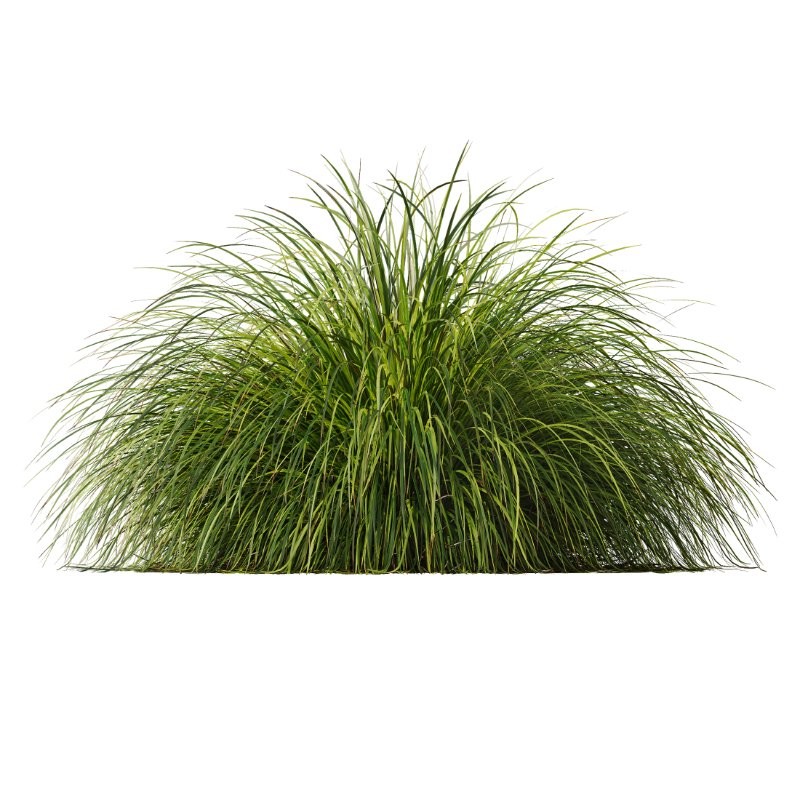 ntal grass collection featuring Stipa Arundinacea ‘Sweet’ and Carex Elata ‘Aurea’. This set combines the airy, flowing character of Stipa with the dense, arching structure and fresh golden-green tones of Carex, creating a natural balance that works beautifully in contemporary gardens, parks, urban landscapes, and architectural visualizations. - Image 6