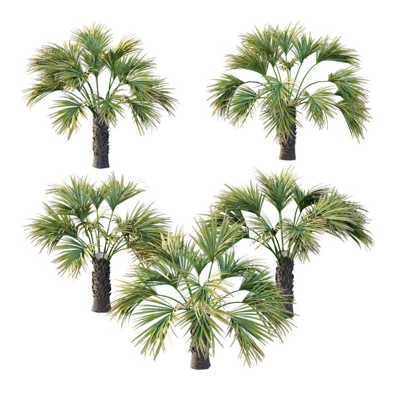 Washingtonia Robusta Palm Tree 04 - Image 1