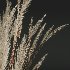 ntal grass set. Featuring the iconic Calamagrostis Acutiflora ‘Karl Foerster’—known for its tall, upright plumes—and the soft, arching forms of Stipa Arundinacea (Anemanthele Lessoniana), this collection captures the subtle beauty and dynamic movement of real-world meadow vegetation. - Thumbnail 2