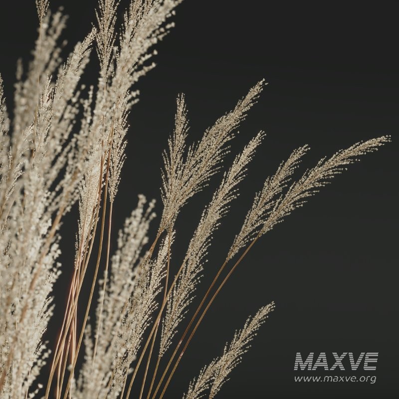 ntal grass set. Featuring the iconic Calamagrostis Acutiflora ‘Karl Foerster’—known for its tall, upright plumes—and the soft, arching forms of Stipa Arundinacea (Anemanthele Lessoniana), this collection captures the subtle beauty and dynamic movement of real-world meadow vegetation. - Image 2