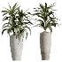AV Indoor Plants Set 425 Spathiphyllum Wallisii Warneckii Lemon Ficus Marginata Cunjevoi Alocasia - Thumbnail 2