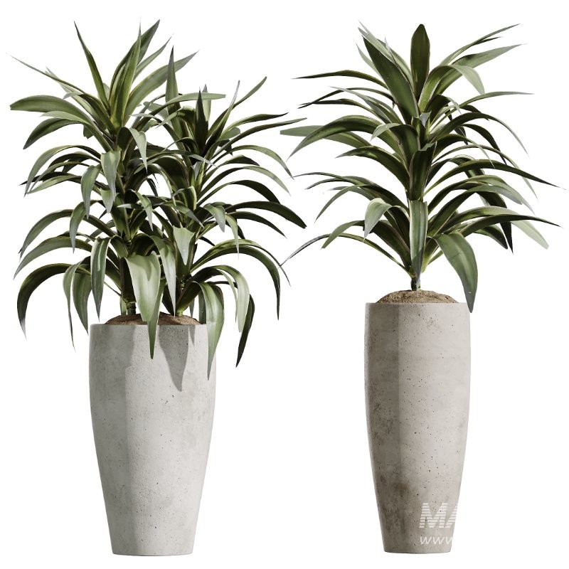 AV Indoor Plants Set 425 Spathiphyllum Wallisii Warneckii Lemon Ficus Marginata Cunjevoi Alocasia - Image 2