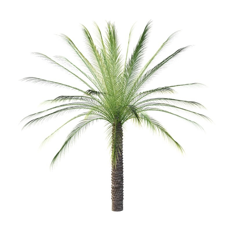 Phoenix roebelenii Palm Trees 07 - Image 7