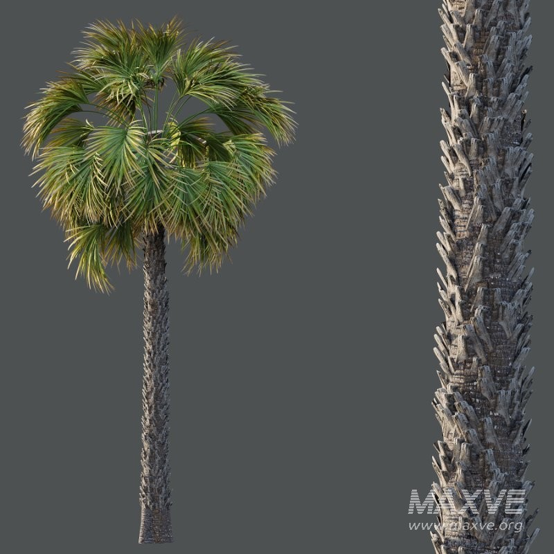 Washingtonia Robusta Palm Tree 01 - Image 5