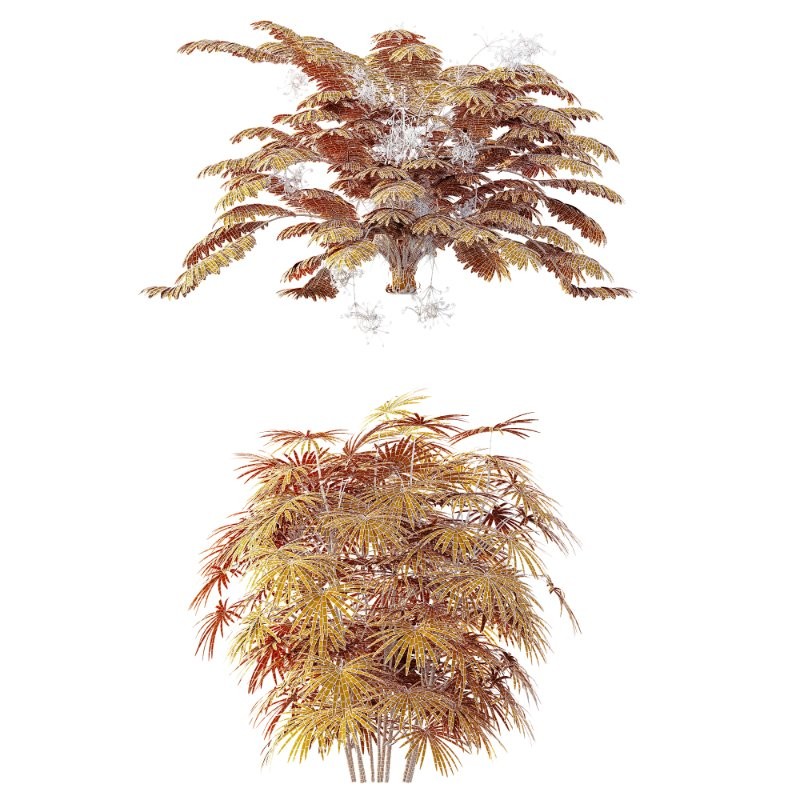 AV Angiopteris Fokiensis Fern Forest and Rhapis Excelsa - Image 15