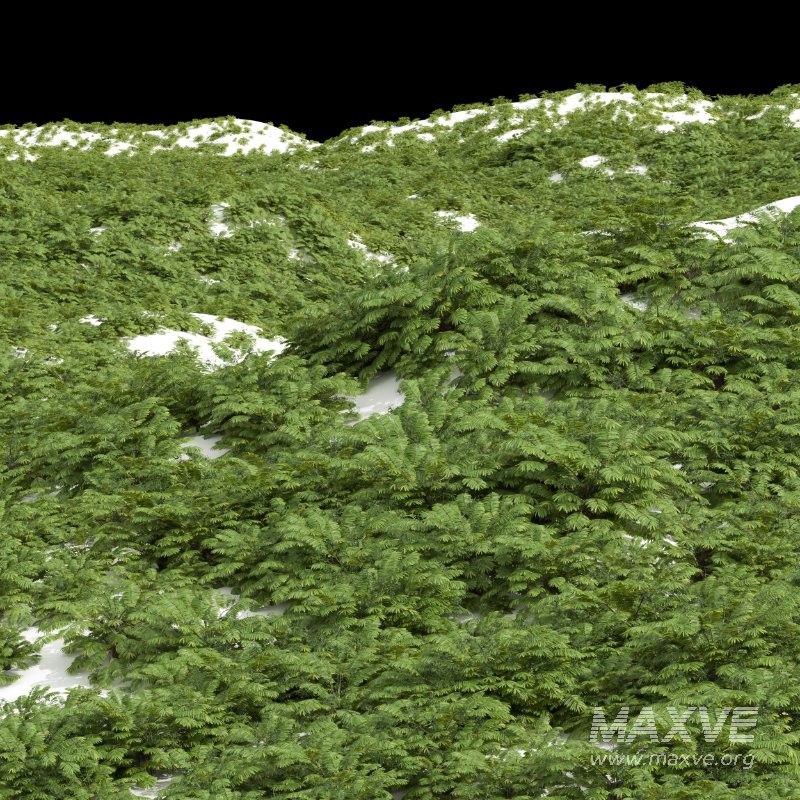 AV Angiopteris Fokiensis Fern Forest and Rhapis Excelsa - Image 11