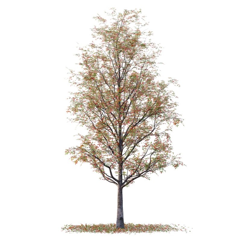 Rowan tree 19 - Image 6