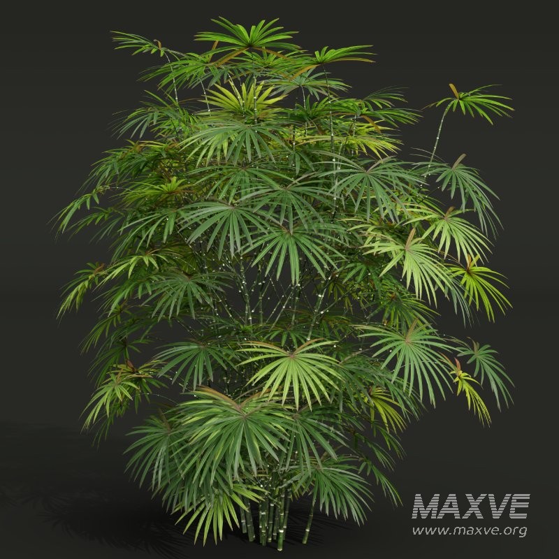 AV Angiopteris Fokiensis Fern Forest and Rhapis Excelsa - Image 6