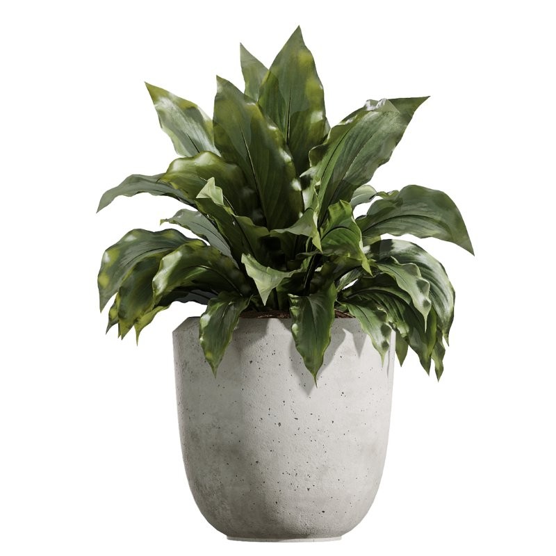 AV Indoor Plants Set 425 Spathiphyllum Wallisii Warneckii Lemon Ficus Marginata Cunjevoi Alocasia - Image 3
