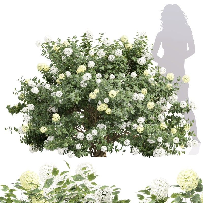 ntal planting designs. The Viburnum complements them with its elegant rounded flowers and full, textured canopy that enhances naturalistic and decorative landscapes. - Image 3