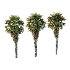 Chinese Fan Palm Tree 02 - Thumbnail 2