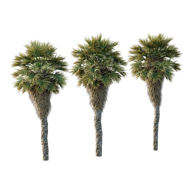 Chinese Fan Palm Tree 02 - Image 2