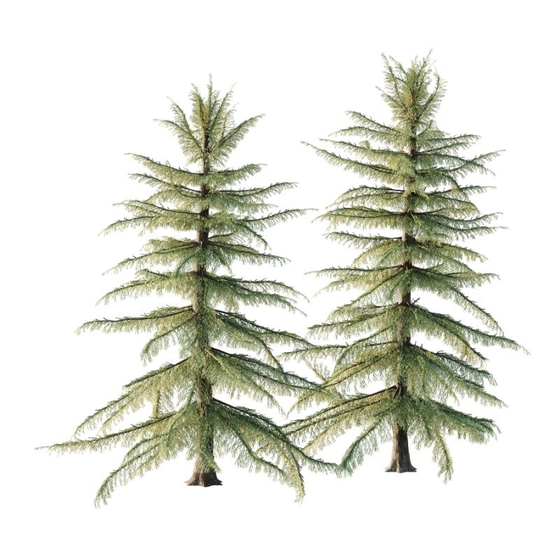 Alaska Cedar Tree 01 - Image 2
