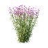 Verbena Bonariensis Plant 01 - Thumbnail 3
