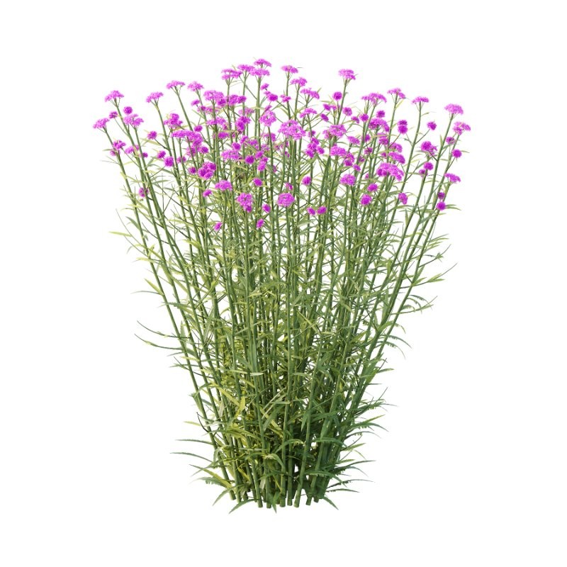 Verbena Bonariensis Plant 01 - Image 3