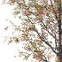 Rowan tree 19 - Thumbnail 3