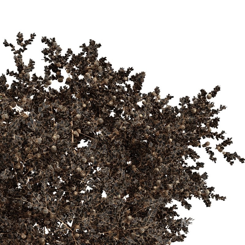 ntal quality that enhances any architectural setting. Together, these trees provide a beautiful balance of form, density, and seasonal character. - Image 6