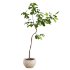 Curved Indoor Ficus Tree in Light Stone Pot - Thumbnail 2