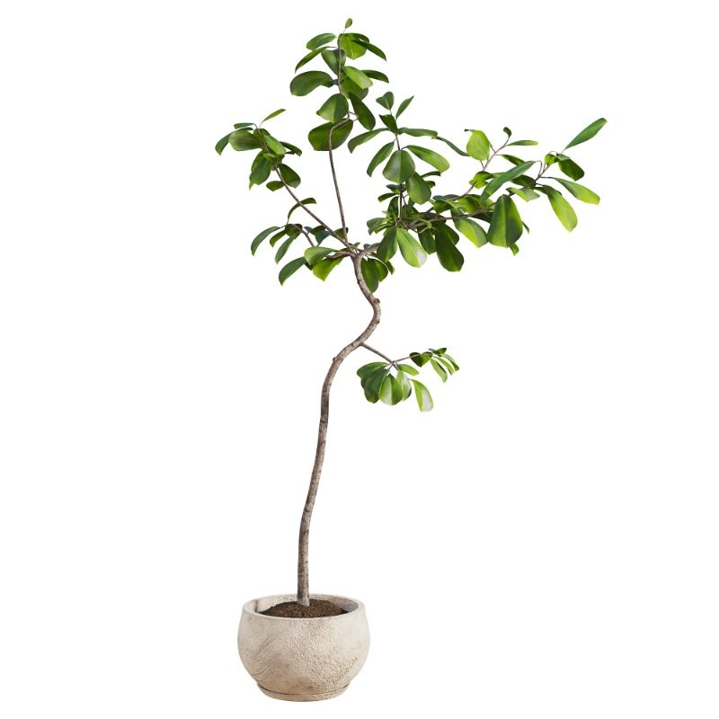 Curved Indoor Ficus Tree in Light Stone Pot - Image 2