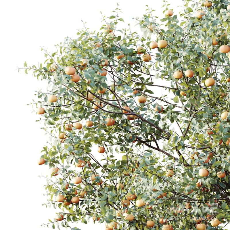 AV Plants Citrus Dancy Mandarin Tangerine Version02 - Image 4